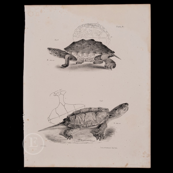 Salt-water Terrapin and Snapping Turtle,  Young  - Original Lithography from "Natural history of New York" De Kay, 1844