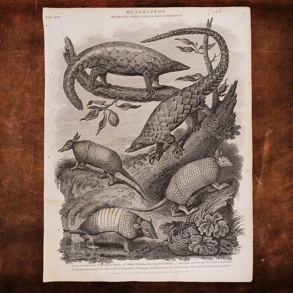 PANGOLIN, MANIS, ARMADILLO - Original copper engraved print "The Oxford Encyclopedia" 1830