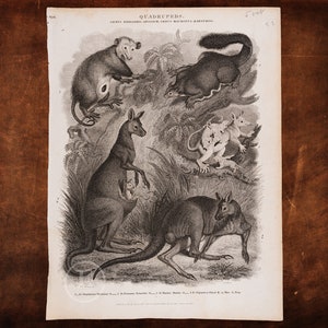MARSUPIALS:  Kangaroo; Virginian, Petaurine and Mouse Opossums - Original copper engraved print &quot;The Oxford Encyclopedia&quot; 1830