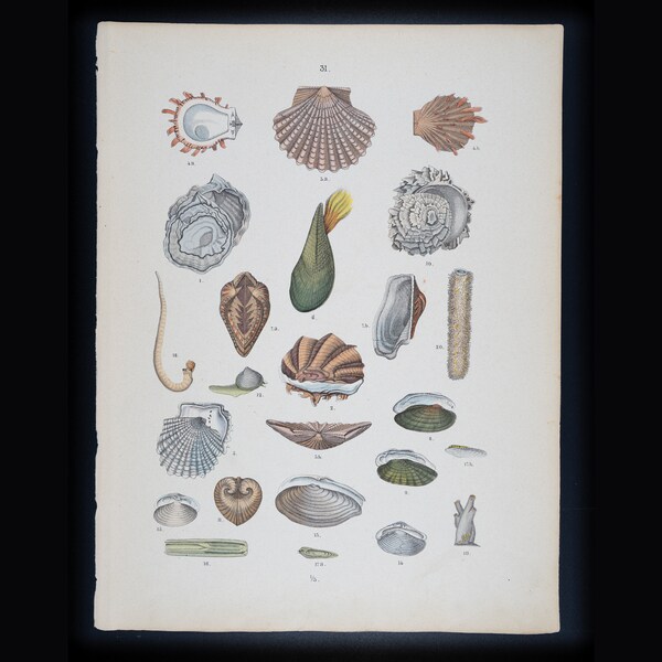 Sea Shells: Clam, Scallop, Oyster, Mussel, Cockle, Conch,  - Original Steel engraving Hand Colored - Atlas of the Animal Kingdom from 1861