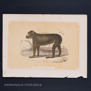 1851 THE BARBARY APE – Antique Lithograph – Original The Natural History of the Sacred Scriptures, and Guide to General Zoology