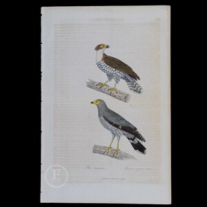 Può includere: Illustrazione antica di uccelli con due specie aviarie dettagliate appollaiate su rami. L'uccello superiore ha piumaggio marrone e bianco con un becco giallo, mentre l'uccello inferiore è grigio con la testa gialla. L'opera d'arte è su carta invecchiata.