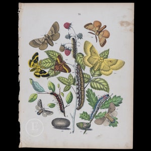 Puede incluir: Una ilustración vintage de una variedad de insectos, incluyendo mariposas, polillas y orugas, en una rama de una planta con hojas verdes y bayas rojas. La ilustración está en un estilo detallado y realista y está impresa sobre un fondo blanco.