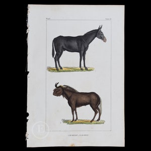 Puede incluir: Una ilustración antigua de un burro negro y un ñu marrón. Los animales se representan en un entorno natural con hierba verde y follaje. La ilustración está impresa sobre un fondo blanco con el texto "1. LE MULET. 2. LE GNOOU."