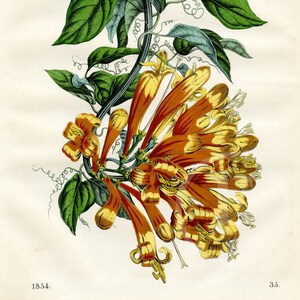 1854 Orange Trompetenranke Blume - Seltener Teller - Handkoloriertes Original, alter Originaldruck
