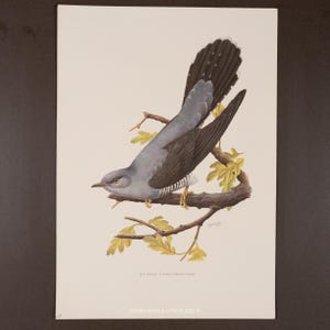 May include: A vintage print of a cuckoo bird perched on a branch with green leaves. The bird has grey and black feathers, yellow feet, and a long tail. The print includes the text "ENGRAVINGS & LITHOS 2025 ©" and the scientific name of the bird.