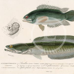 1849 - Perche grimpante et tête de serpent rayée - Gravure d'histoire naturelle d'Orbigny, coloriée à la main