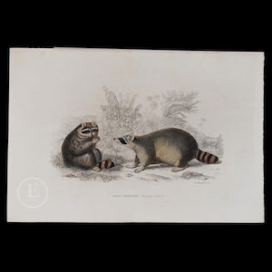 1877 WASBEREN - Handgekleurde staalgravure uit &quot;Opere complete di Buffon&quot; - Schaarse Italiaanse editie!