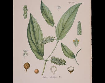 1887 CUBEBS (Cubeba Officinalis) – Antique Botanical Print from Kohler’s Medicinal Plants