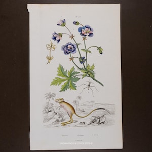 Könnte beinhalten: Vintage botanische Illustration mit einer blühenden Pflanze mit blauen und rosa Blüten, grünen Blättern und einem kleinen Insekt. Dargestellt ist auch ein kleines, braunes Nagetier mit langem Schwanz. Der Text "ENGRAVINGS & LITHOS 2025" befindet sich unten.