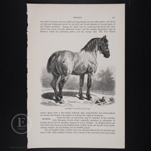 Percheron Cart-Pferd - Original Lithographie aus The Royal Natural Historique 1896