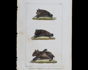 BATS: Pipistrelle, Barbastelle and Fer-de-lance  / Authentic steel engraving from Oeuvres Completes de Buffon 1829 - Hand colored!