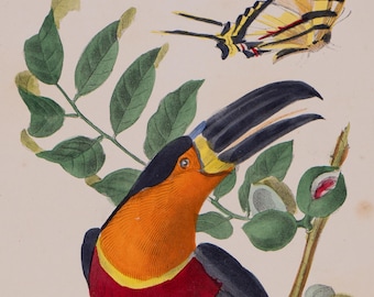 Toucan - Hard to find &quot;Histoire Naturelle des Oiseaux&quot; Le Maout 1853HAND COLORED!