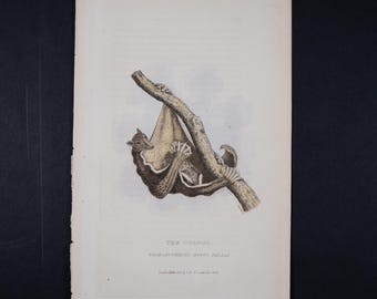 Peut inclure: Une impression de style vintage représentant un colugo brun et beige accroché à une branche d'arbre texturée. Le texte sous l'illustration indique THE COLUGO, GALEOPITHECUS RUFUS PALLAS, London Published by G.B. Whittaker Jan 1826, et ENGRAVINGS & LITHOS 2025.