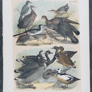 May include: A vintage illustration of various bird species, including a grey goose, a brown duck, a white and black duck, and several smaller birds. The illustration is labeled "Pl. CXVIII" and features detailed drawings of the birds in their natural habitats.