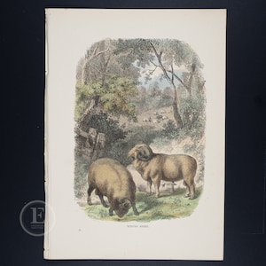Merino sheep . 157-year-old Original steel engraving HAND-COLORED from Cassell&#39;s Natural History