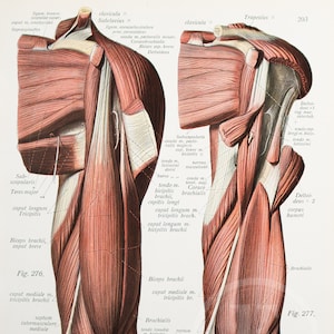 Flexor side of the upper arm / Superficial forearm muscles // Human Anatomy - Descriptive Anatomy Book 1926