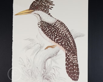May include: A detailed illustration of a brown and white spotted bird with a long, yellow beak and a crested head. The bird is perched on a branch with green leaves.