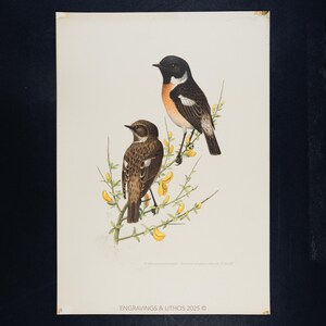 May include: A vintage print featuring two birds perched on a flowering branch. The top bird has a black head, white wing patches, and an orange breast. The bottom bird is brown with a speckled pattern. Yellow flowers and green leaves are also visible.