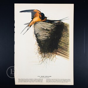 Tryck av ladugårdssvala - Vintage Audubon-tallrik | Originaletsning, båda sidor, 21,5 x 30 cm