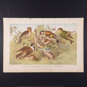 Peut inclure: Une estampe ornithologique vintage représentant plusieurs oiseaux colorés perchés sur des branches. L'illustration présente des représentations détaillées de diverses espèces d'oiseaux, sur fond de feuillage et de ciel bleu clair. L'estampe comprend du texte en bas identifiant les oiseaux.