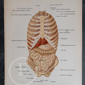 Thoracic and abdominal organs of a child, anterior view - Human Anatomy - Topographyc Anatomy Book 1905 - Rare Lithography