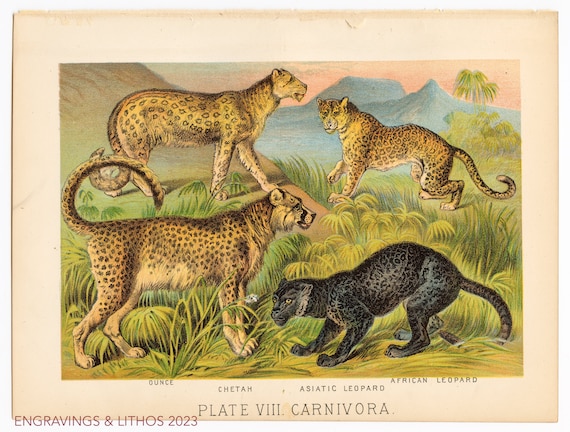 1880 - Ounce, Chetah, Asiatic Leopard, African Leopard - Original