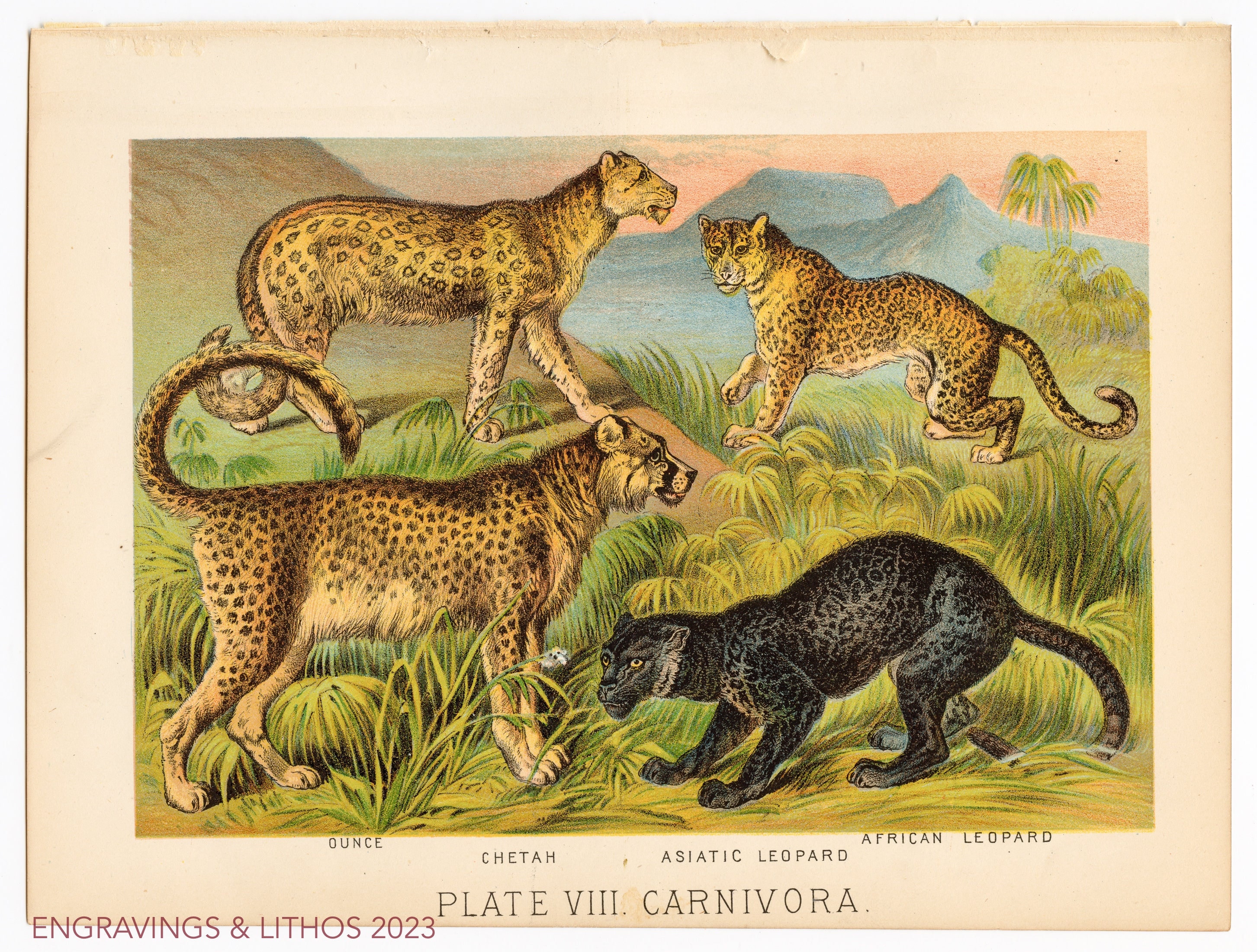 1880 - Ounce, Chetah, Asiatic Leopard, African Leopard - Original 1880 - Ounce, Chetah, Asiatic Leopard, African Leopard - Original