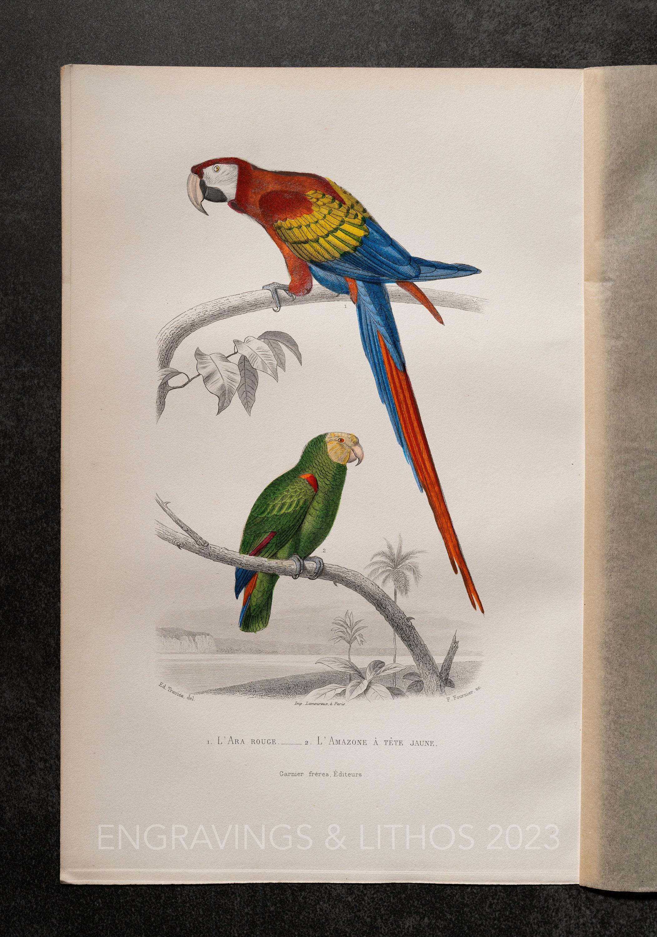 1879年 アカコンゴウインコとアマゾンコンゴウインコ – ビュフォンの手
