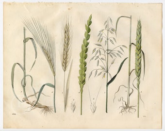 The cereals and grains - Extremely rare, hand-colored from "Book of the World - 1844" by Carl Hoffman