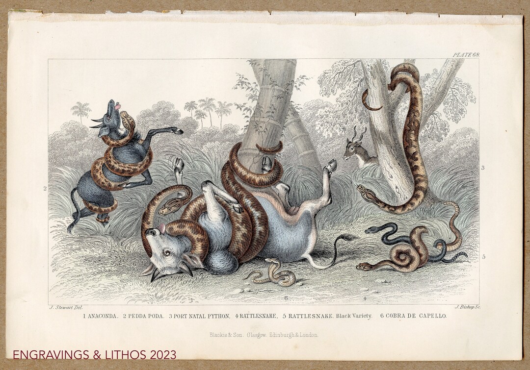 Python And Rattlesnake Snakes: Anaconda, Python, Cobra, Rattlesnake - Rare Original From ...