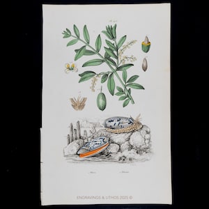 May include: A vintage botanical print showing a plant with green leaves, yellow flowers, and seed pods. Two seashells are depicted on a stone wall, with a coastal scene in the background. The text "ENGRAVINGS & LITHOS 2025" is printed at the bottom of the image.