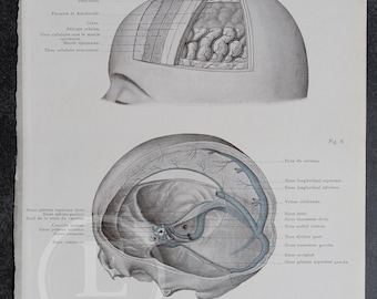 Lámina antigua de anatomía: Capas de la bóveda craneal, litografía de 1905.