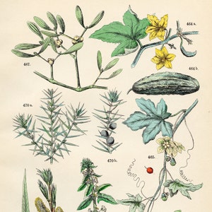 Cucumbers, wild vine, willows, mistletoe, spinach, pistachio, juniper original plate from &quot;Pflanzen-Atlas - Carl Hofman 1883