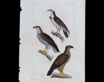 Osprey, Short-toed Eagle and White-tailed Eagle / Authentic Steel engraving from Oeuvres de Buffon 1829 - Hand colored!