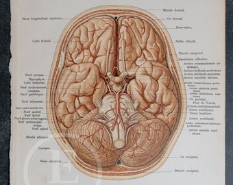 Base of the Brain with arteries and nerves  - Human Anatomy - Topographic Anatomy Book 1905 - Rare Lithography