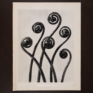 1929年 - 東洋のポピー – カール・ブロスフェルト「自然芸術形態」より