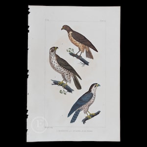 May include: A vintage illustration of three birds of prey. The birds are depicted in a natural setting with branches and leaves. The illustration is in a traditional style with detailed markings and colors. The text at the bottom reads "1. LE FAUCON - 2. LE SACRE - 3. LE TANAS".