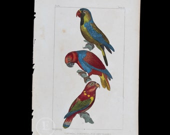 Vasa parrot, Lori Noira, Crimson Lori / Authentic Steel engraving from Oeuvres completes de Buffon 1829 - Hand colored!