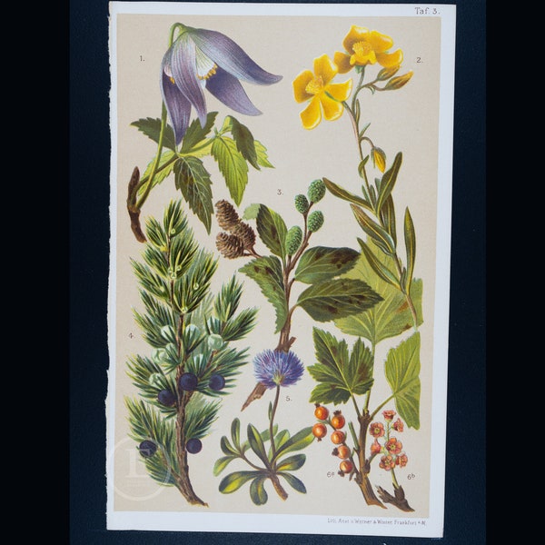 CushionAlpine Shrubs: Clematis, Rockrose, Alder, Juniper, and Globularia  - Original color vintage print out of the book 'Alpine Flora' 1904