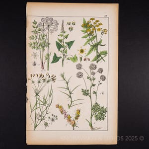 ca. 1891 TANSY UND AROMEN KRÄUTER - Antike botanische Chromolithographie aus dem Atlas d’histoire naturelle (19th Century Original)