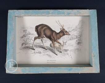 Color lithography framed - Great Rusa antelope - Hand colored page from "The Naturalist's Library" by Sir William Jardine 1855