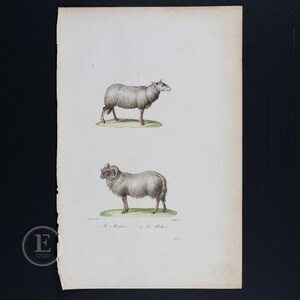1837 SHEEP and RAM / Authentic steel engraving from Oeuvres Completes de Buffon 1837 - Hand colored and very rare!