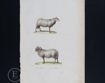 1840 動物彫刻 2 個セット、ムフロン、ラム、羊、羊肉、オリジナルの