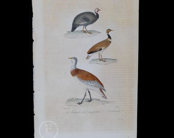 1840 GALLINAS DE GUINEA Y AVUTARDAS - Grabado en acero coloreado a mano con acabado en goma arábiga de Complements de Buffon por P. Lesson-Scarce!