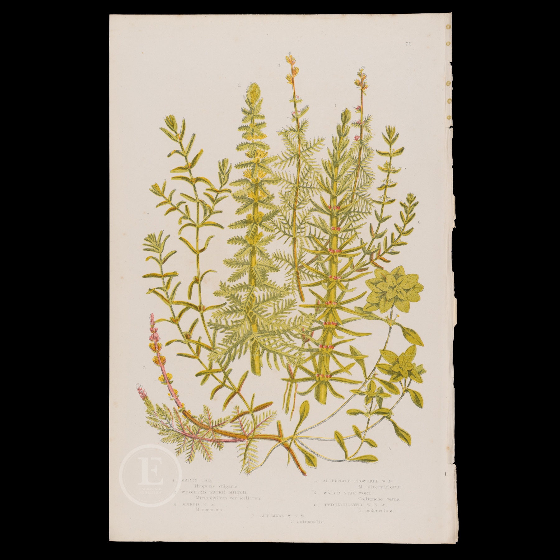 Mares Tail, Water Milfoils and Water Star Worts - Very RARE Chromolithographs 1889 for "The Flowering Plants and Ferns" by Anne Pratt