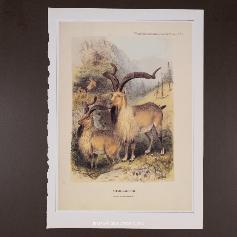 May include: A vintage-style color lithograph print titled Astore Markhor, depicting two wild goats with long, spiraling horns and shaggy neck fur standing in a mountainous landscape. The text Wild Oxen, Sheep & Goats Plate XXV is visible.