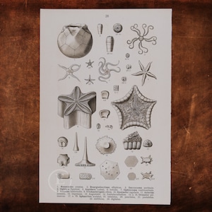FÓSILES ANTIGUOS: Masurpitas, Ofiura, Aspidura, Estrellas de mar, Goniaster, Placa ocular, Esferitas - Litografía original de fósiles ca. 1910