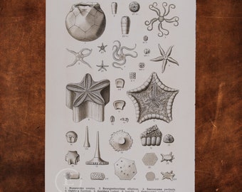 ANCIENT FOSSILS:  Masurpites, Ophiura, Aspidura, Starfish, Goniaster, Eye Plate, Sphaerites  - Original Lithography of Fossils ca 1910