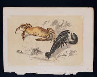 1851  CRAB & LOBSTER – Antique Lithograph – Original The Natural History of the Sacred Scriptures, and Guide to General Zoology